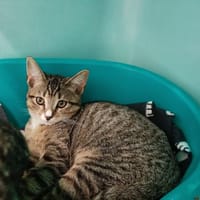 CARBONE QCT, chat à adopter