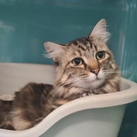 JAYA, chatte à adopter