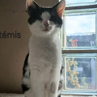 Artémis, chat à adopter