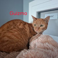 Guizmo, chat à adopter