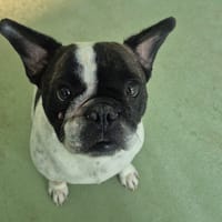 SIMBA, chien à adopter