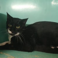 BROOISE, chat à adopter