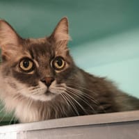 IKKS, chat à adopter