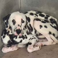 PONGO, chien à adopter