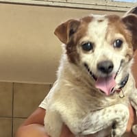 STEVEN, chien à adopter
