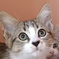 BISQUINE, chatte à adopter