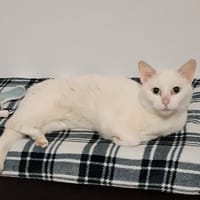 MIMICE chez Solenne, chatte à adopter