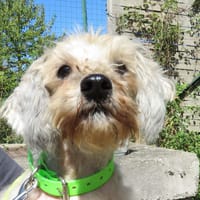 BISCOTTE, chienne à adopter