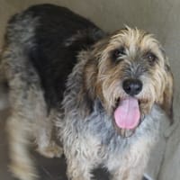 TEMPETE, chienne à adopter