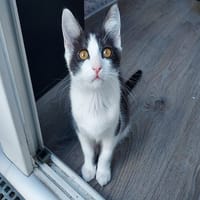 KIMCHI, chat à adopter