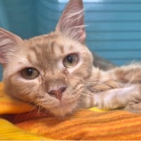 Marley, chat à adopter