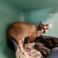 ULYSSE QCT, chat à adopter