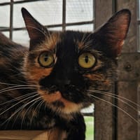 PIXELLE, chatte à adopter