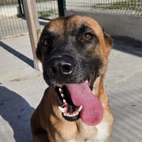ORAGE, chien à adopter