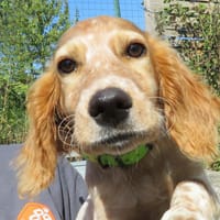 LUTINE, chienne à adopter