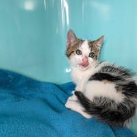 DINO, chat à adopter