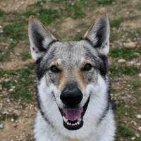 Reaper, chien à adopter