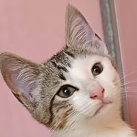 NINICHE, chatte à adopter