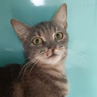 TIFA C, chatte à adopter