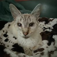 Gnocchi, chatte à adopter
