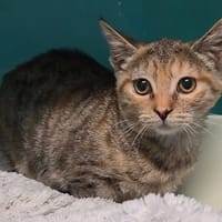 Yue reservée, chatte à adopter