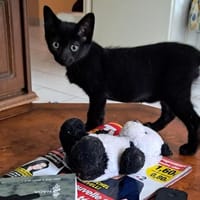 BINIT, chat à adopter