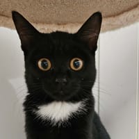 PANDA, chatte à adopter