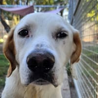 MINUIT, chien à adopter
