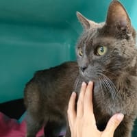 CHARLIE-GRIS QCT, chat à adopter