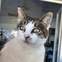 RHAENA, chatte à adopter
