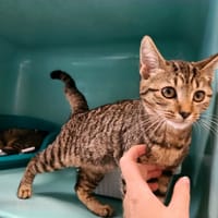 AZOTE QCT(j'ai trouvé ma famille), chatte à adopter