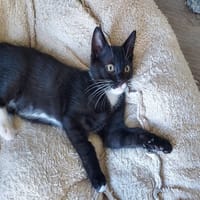 YUZU, chat à adopter