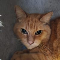 GARFIELD, chat à adopter