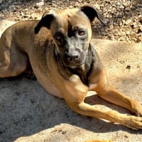 VAIA, chienne à adopter