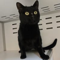 Gary, chat à adopter