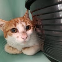 IODE QCT, chatte à adopter