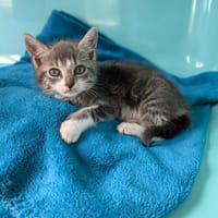 SHIRLEY, chatte à adopter