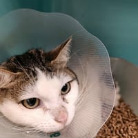 SILICIUM QCT, chatte à adopter