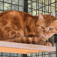Nugget, chat à adopter