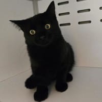 Vlad, chat à adopter