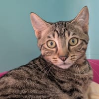 Tuffy [Chaton], chat à adopter