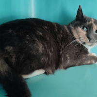 TEA QCT, chatte à adopter