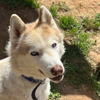 Harlem, chien à adopter