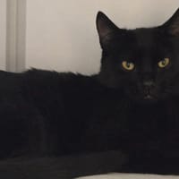 ARAMIS, chatte à adopter