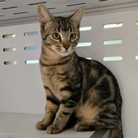 PORTOS, chat à adopter