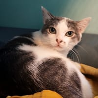 ITCHY, chatte à adopter