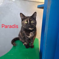 Paradis, chatte à adopter