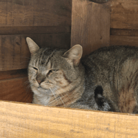 EROS, chat à adopter