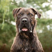 ELVE OAA20020, chien à adopter