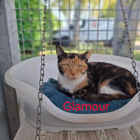 Glamour, chatte à adopter